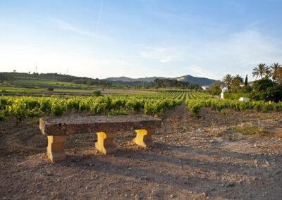 The vinyards of Finca Viladellops Wine Village